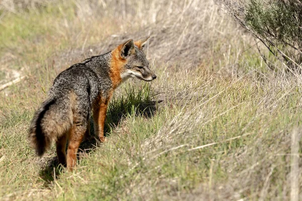 Island Fox Wanders Santa Cruz Island Nationaal Park Kanaaleilanden — Stockfoto