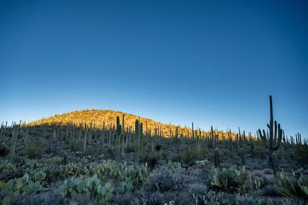 Sabah Işığı Kaktüs Karşısında Saguaro Ulusal Parkı Ndaki Yamaçta Ilerliyor — Stok fotoğraf