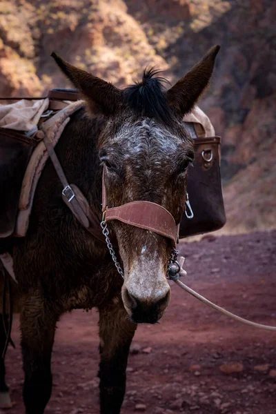 Pack Mule Met Brede Rode Lederen Hoofdstel Kijkt Naar Camera — Stockfoto