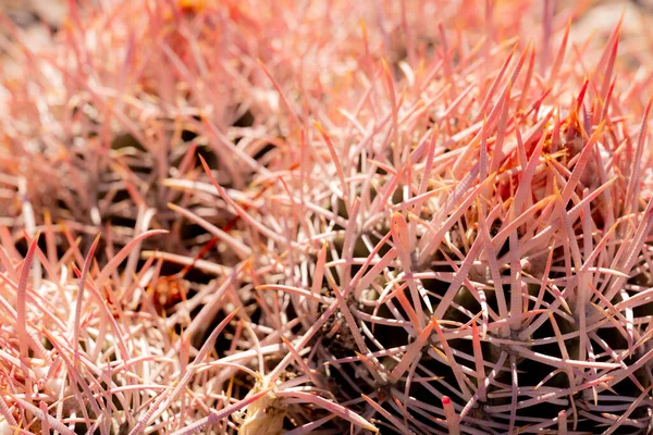 Różowe Kręgosłupy Kalifornijskiej Beczce Kaktusa — Zdjęcie stockowe