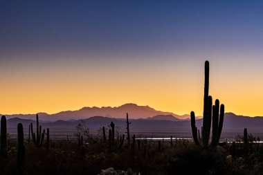 Saguaro Kaktüsü Saguaro Ulusal Parkı 'nda Dağları Mor Tonları Döndüren Uzun Boylu