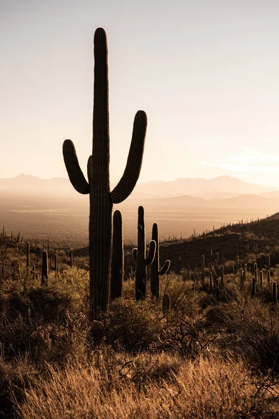 Óriás Saguaros Saguaro Nemzeti Parkban Arizonában Napnyugtakor Nyújtózkodott — Stock Fotó