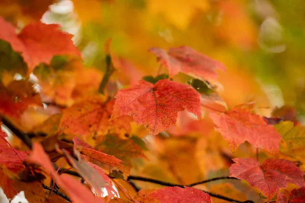 Single Leaf Tree Changing Colors Western North Carolina Mountains — Stock Photo, Image