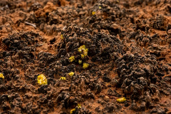 Lichen Amarillo Crece Gruesa Corteza Del Desierto Parque Nacional Canyonlands —  Fotos de Stock