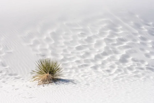 Yucca Anläggning Vid Basen White Sypsum Sand Dune New Mexico — Stockfoto