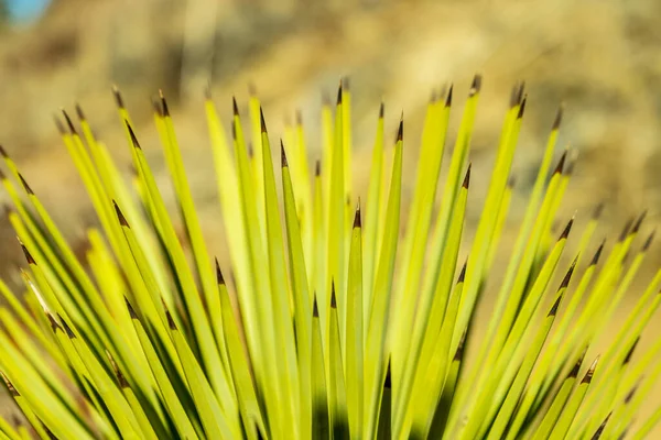 Black Tips Yucca Växt Framför Suddig Öken Bakgrund — Stockfoto