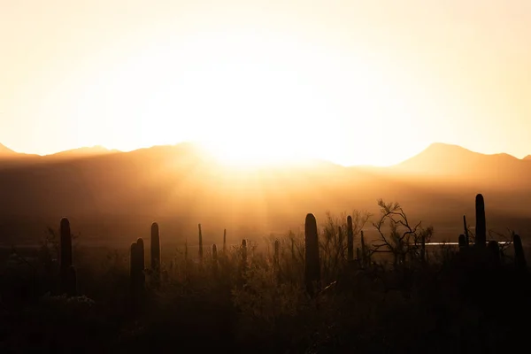 Fényes Nap Lenyugszik Hegyek Felett Saguaro Kaktusz Sonoran Sivatagban — Stock Fotó