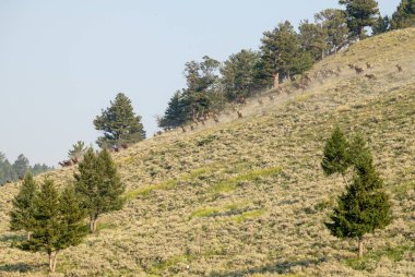 Yellowstone 'daki kurtarma deresi patikası boyunca dik yamaçtan geçen bir Elk Stampede sürüsü.