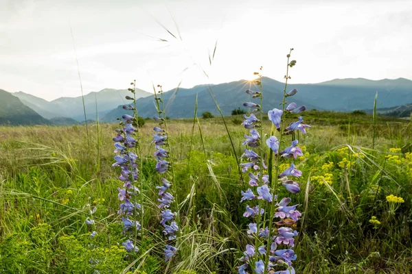 Harebells Bloom Sunsets Mountains Rocky Mountain National Park — Stock fotografie