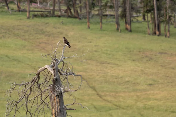 Hawk Senta Gnarly Old Tree Toma Cerco Yellowstone National Park — Fotografia de Stock