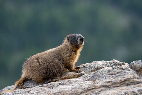 Młody Marmot Usytuowany Smooth Rock Parku Narodowym Rocky Mountain — Zdjęcie stockowe