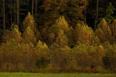 Büyük Dumanlı Dağlar Ulusal Parkı 'nda Gece Işığı Orman Sınırını Vurguluyor