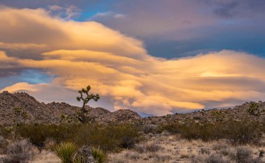 Merceksi Bulut, kış günü gün batımında Joshua Ağacı üzerinde toplanıyor