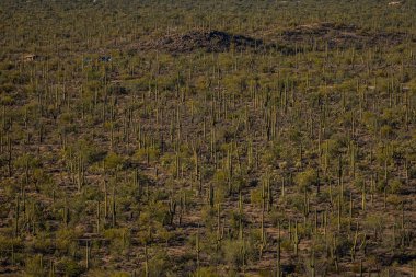 Sonoran Çölü 'ndeki Saguaro Kaktüsü Ormanına Bakıyoruz.