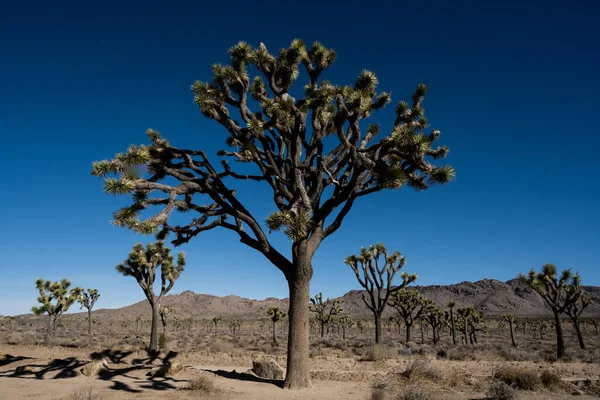 Looking Giant Joshua Tree Blue Sky Southern California — Stock Photo, Image