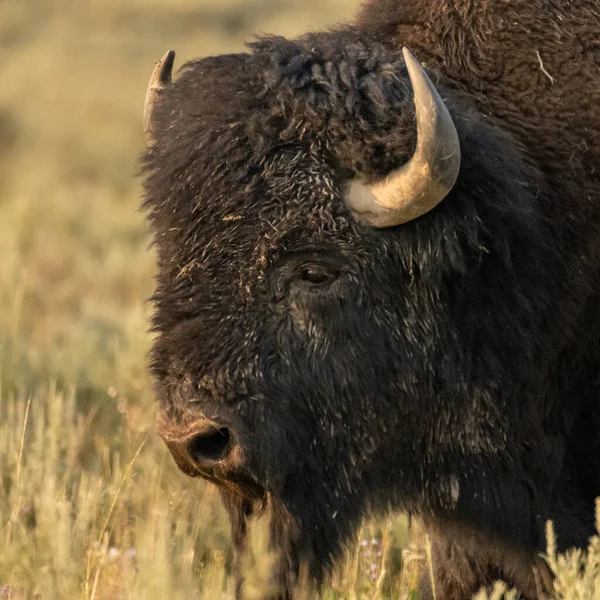 Yellowstone Ulusal Parkı 'nda Çamurlu Erkek Bizonun Huzurlu Yüzü