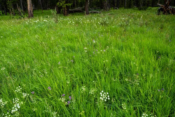 Lila Und Weiße Blumen Hellgrünem Grasfeld Yellowstone — Stockfoto