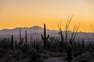 Saguaro ve Ocotillo, Saguaro Ulusal Parkı 'ndaki Çöl Keşif Yolu üzerinde Turuncu Gökyüzüne uzanır.