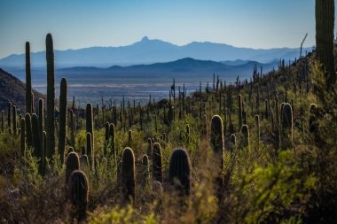 Stubby Kaktüs, Gould Maden Patikası 'nın yanındaki Saguaro Ulusal Parkı' nda Dot the Hillside 'ı dikiyor.