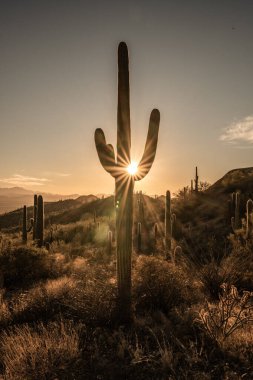Arizona çölündeki Saguaro Kaktüsünün Kol İçinden Güneş Patlaması