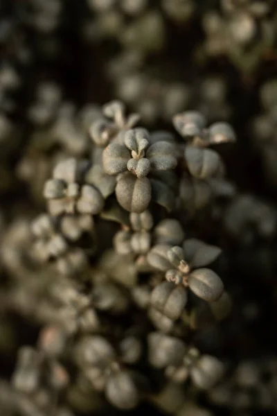 Selective Focus Desert Plant Leaves Capitol Reef National Park — Stock Photo, Image