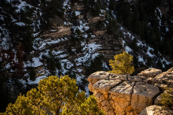 Trees Rocks Alongside South Rim Trail Grand Canyon — Foto Stock