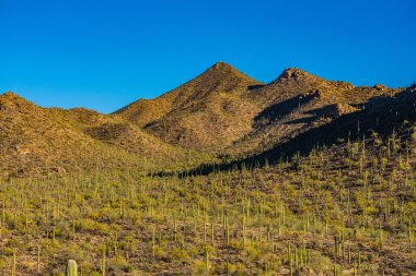 Batı Bölgesi 'nde büyüyen Saguaro Kaktüsü' nün Engin Dağ İçi