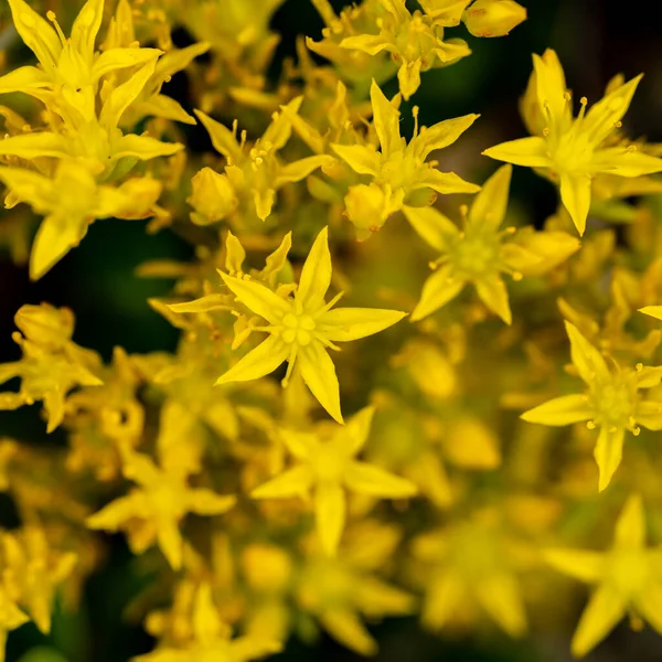 Amarelo Stonecrop Flores Silvestres Rocky Mountain National Park Verão — Fotografia de Stock