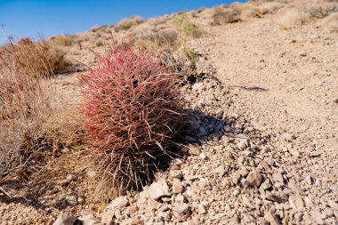 California Fıçı Kaktüsü Ölüm Vadisi Ulusal Parkı 'ndaki Rocky Patikası' nın kenarında oturuyor.