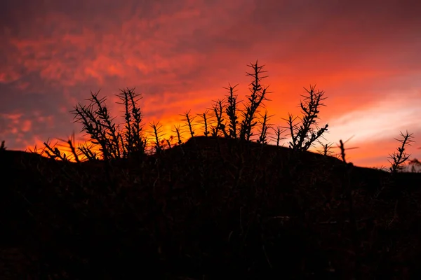 Silhueta Cacto Pôr Sol Parque Nacional Big Bend — Fotografia de Stock