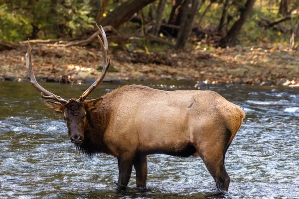 Bull Elk Looks Back Camera River Smokies — Stockfoto