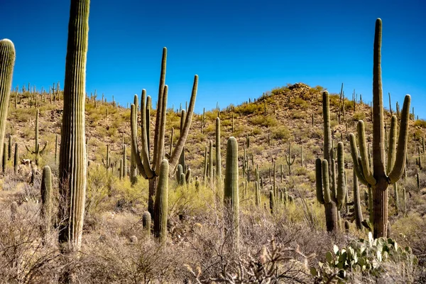 Cacti Dot Mountain Slopes Saguro National Park Blue Sky Day — Stock Photo, Image