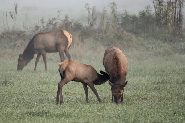 Elk Calf Nursing Grassy Field Foggy Field Smokies — Stockfoto
