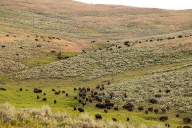 Bison Sürüsü Yellowstone 'un uzak kırlarında yavaşça yamaçlara tırmanmaya başladı.