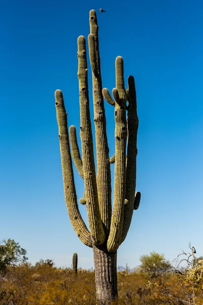 Giant Saguaro Cactus Bird Approaching Nest Sonoran Desert — Stock Photo, Image