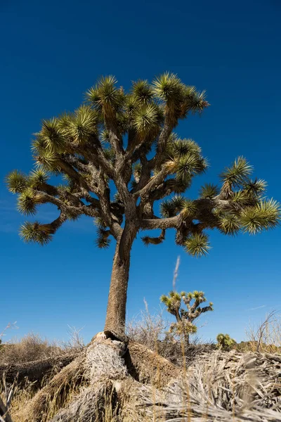 Joshua Tree Collapsed Limb Stands Tall Blue Sky California Park — Stockfoto