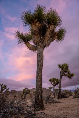Kaliforniya parkında Sunset 'te Joshua Ağacı' nın Gövdesine Bakıyordum.