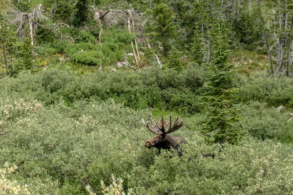 Stora Bull Moose Pops Head Willow Bush Grand Teton Mountains — Stockfoto