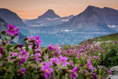Oberlin Dağı Buzul Ulusal Parkı 'ndaki Lewis Maymun Çiçekleri Tarlası Uzakta Yükseliyor