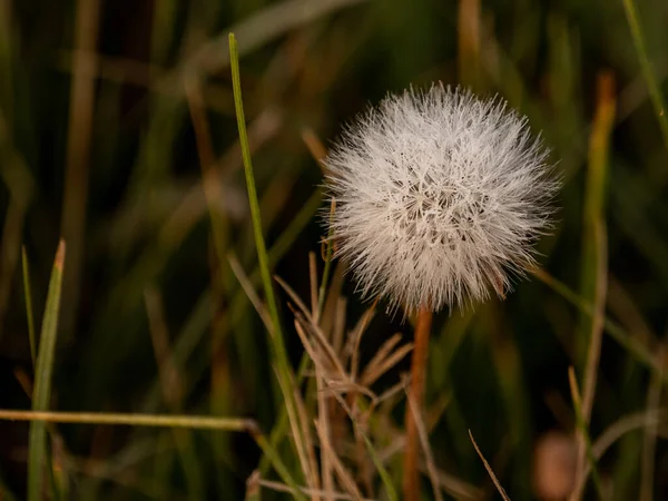 Morning Dew Holds Thick White Dandelion Yellowstone Field — Stock Photo, Image