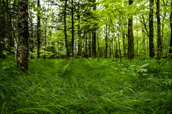 煙の中の明るい緑の森の床の朝の光 — ストック写真