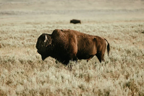 Zmutowane Kolory Męskiego Bizona Profilu Polu Yellowstone — Zdjęcie stockowe