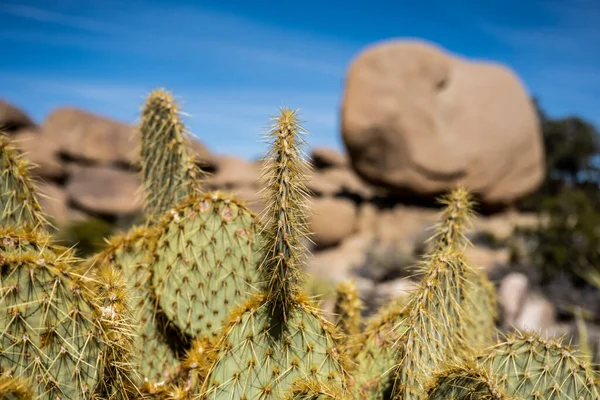 Narrow Focus Prickly Pear Cactus Spines Joshua Tree National Park — Stock Photo, Image