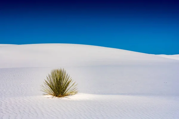 Single Yucca Grows White Sand Dune Copy Space Right — Foto Stock