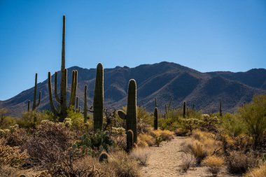 Arizona 'daki Tucson Dağları bölgesinde Sandy Trail Through Cacti