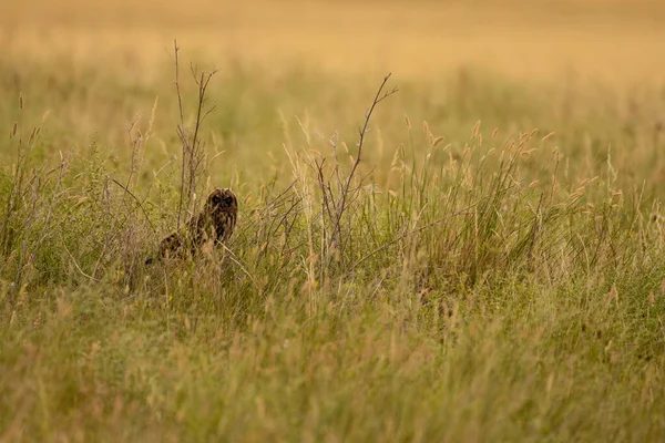 Stern Stare Short Eared Owl Countryside South Dakota — Stockfoto
