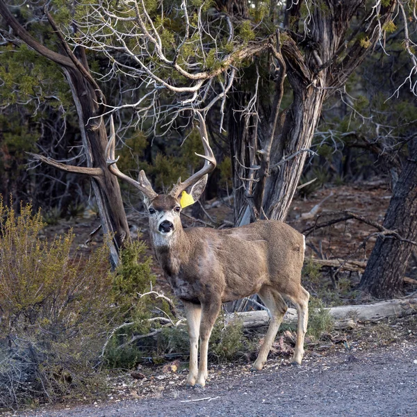Tagged Buck Stands Side Road Grand Canyon National Park — Stock Photo, Image