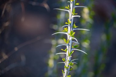 Ocatillo 'nun Genç Şubesi Parlak Yeşil ve Beyaz Büyüyor
