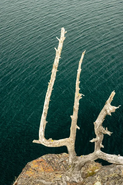 Yıpranmış Ağaç Gövdesi, Buzul Milli Parkı 'ndaki St. Mary Gölü üzerindeki Lichen Kayası' na tutunuyor.