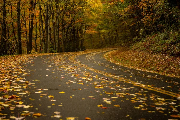 Natte Weg Bedekt Met Bladeren Buigt Door Bos Het Great — Stockfoto